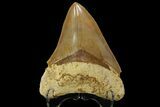 Serrated, Fossil Megalodon Tooth - Indonesia #151824-1